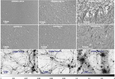 The Quantitative Comparison Between the Neuronal Network and the Cosmic Web